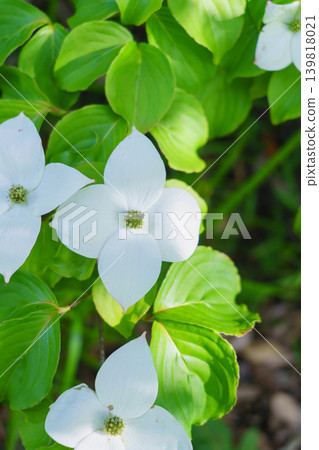 Pokeweed flower Pokeweed flower 139818021
