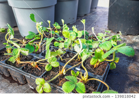 Strawberry Plants Seedlings in Tray, Ready for Transplanting in Garden or Farm, Springtime Strawberry Plants Seedlings in Tray, Ready for Transplanting in Garden or Farm, Springtime 139818042