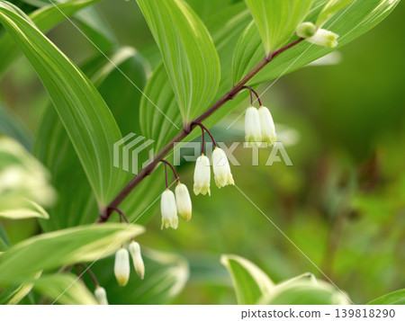 花葉玉竹(Polygonatum odoratum)開花 花葉玉竹(Polygonatum odoratum)開花 139818290