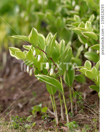 Variegated Polygonatum odoratum that blooms Variegated Polygonatum odoratum that blooms 139818293