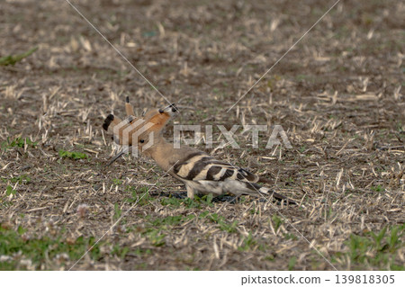 A hoopoe with its head feathers spread. A hoopoe with its head feathers spread. 139818305