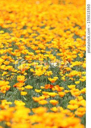 A field of California poppies in full bloom, shining in the early summer light. A field of California poppies in full bloom, shining in the early summer light. 139818360