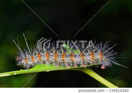 Mulberry larva 139818362
