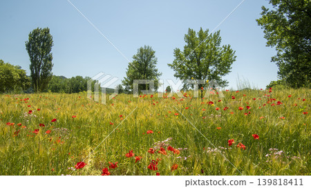 barley 139818411