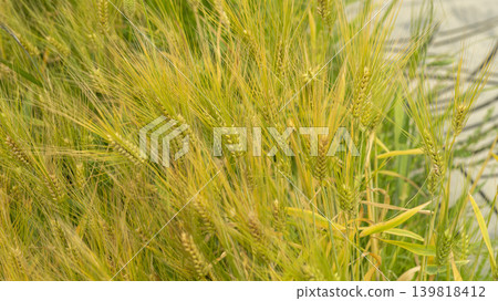 barley 139818412