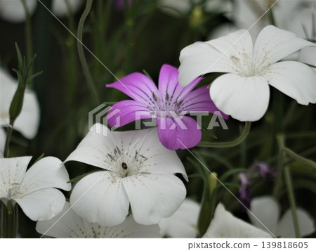 White and pink flowers of the wheat cornflower White and pink flowers of the wheat cornflower 139818605