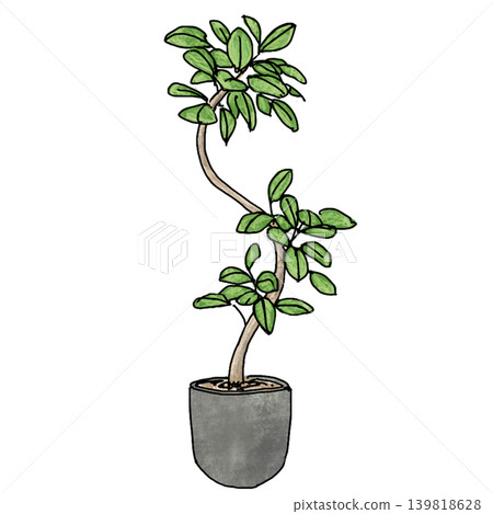 A hand-drawn style illustration of a stylish, curved-tree houseplant (rubber tree). A hand-drawn style illustration of a stylish, curved-tree houseplant (rubber tree). 139818628