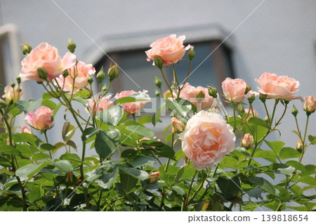 Moist, white rose Moist, white rose 139818654