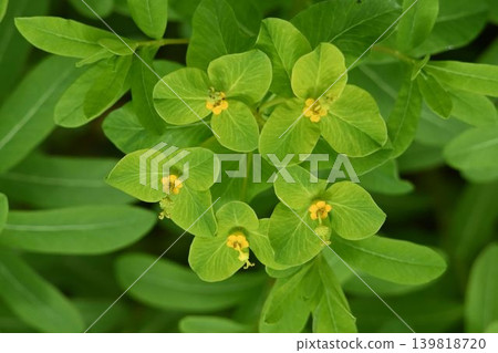 Euphorbia pekinensis, a beautiful plant found in rivers and wetlands throughout Japan, has three green leaves at the top and a yellow flower blooming in the center. 139818720