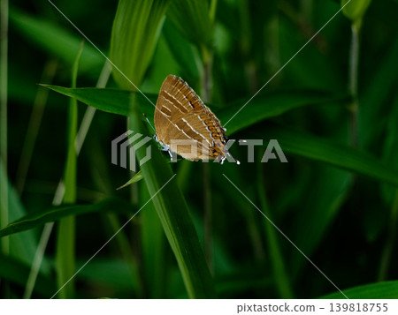 A female Common Blue butterfly perched on a leaf. A female Common Blue butterfly perched on a leaf. 139818755