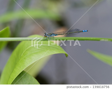 A male of the Coenagrionidae family, Black Damselfly, resting on the stem of an emergent plant A male of the Coenagrionidae family, Black Damselfly, resting on the stem of an emergent plant 139818756