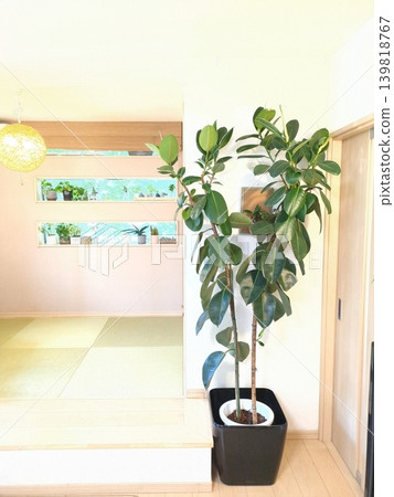 Large Indian rubber tree (Ficus lobster) in a 10-inch pot. Potted greenery for a detached house living room. Large Indian rubber tree (Ficus lobster) in a 10-inch pot. Potted greenery for a detached house living room. 139818767