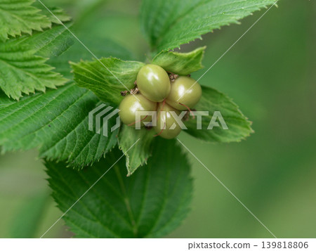 薔薇科植物的幼果，堪察加棣棠 139818806