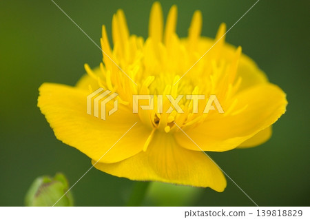 The vibrant Trollius japonicus blooms in the high mountains during summer. 139818829