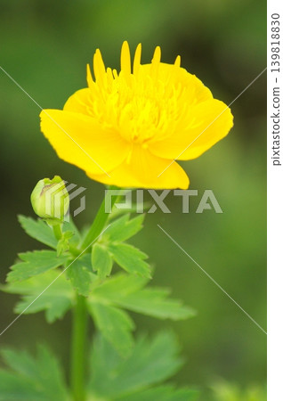 The flowers and buds of the Japanese buttercup that adorn the high mountains in summer. 139818830