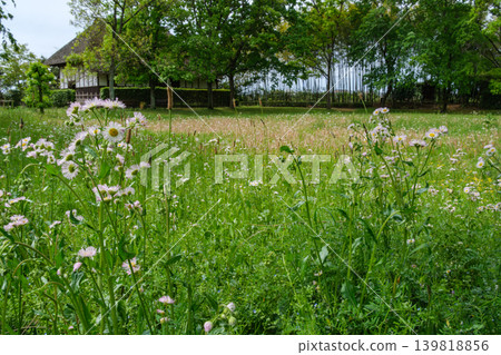Daisies and old houses Daisies and old houses 139818856