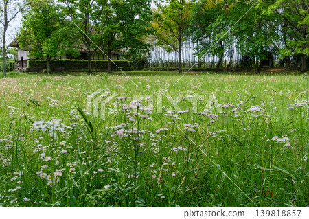 Wildflowers and old houses Wildflowers and old houses 139818857