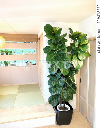 大型室內植物,琴葉榕(Ficus lyrata),10 英吋盆栽,適合獨立式住宅客廳的室內盆栽綠植。 大型室內植物,琴葉榕(Ficus lyrata),10 英吋盆栽,適合獨立式住宅客廳的室內盆栽綠植。 139818885
