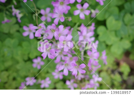Small flowers of purple wood sorrel Small flowers of purple wood sorrel 139818957