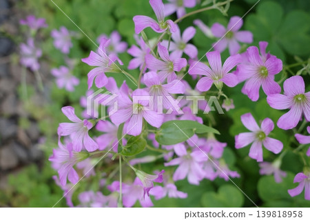 Blooms pink flowers Blooms pink flowers 139818958