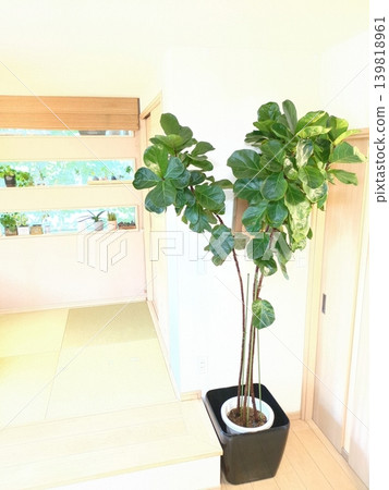 Large houseplant, Ficus lyrata 'Bambino', 10-inch pot. A potted plant for greenery in a detached house living room; Ficus genus, indoor plant. Large houseplant, Ficus lyrata 'Bambino', 10-inch pot. A potted plant for greenery in a detached house living room; Ficus genus, indoor plant. 139818961