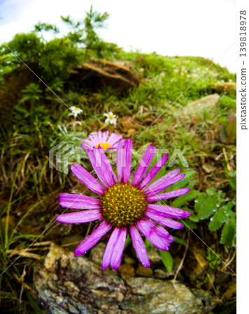 The brilliance of alpine plants that adorn Oze National Park in summer The brilliance of alpine plants that adorn Oze National Park in summer 139818978