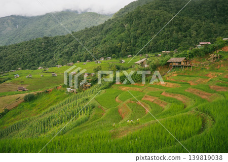 ecology travel with camping outdoor relax in rice field at chiangmai thailand in raining season ecology travel with camping outdoor relax in rice field at chiangmai thailand in raining season 139819038