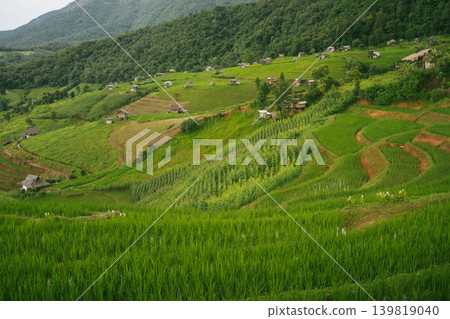 ecology travel with camping outdoor relax in rice field at chiangmai thailand in raining season ecology travel with camping outdoor relax in rice field at chiangmai thailand in raining season 139819040