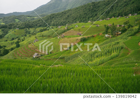 ecology travel with camping outdoor relax in rice field at chiangmai thailand in raining season 139819042