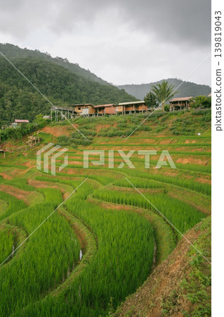 ecology travel with camping outdoor relax in rice field at chiangmai thailand in raining season 139819043