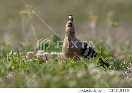 A hoopoe standing in a spring meadow A hoopoe standing in a spring meadow 139819189