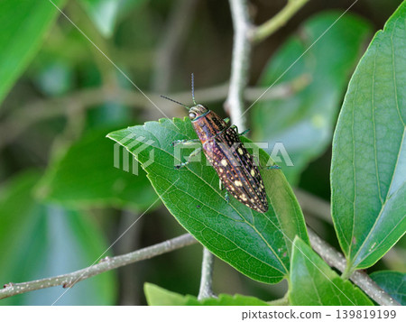 一隻金翅雀科昆蟲（Buprestidae）棲息於一株中國樸樹的枝頭上 139819199