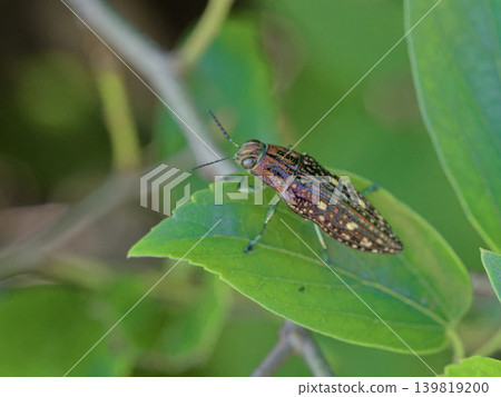 一隻金翅雀科昆蟲（Buprestidae）棲息於一株中國樸樹的枝頭上 139819200