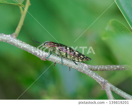 一隻金翅雀科昆蟲(Buprestidae)棲息於一株中國樸樹的枝頭上 一隻金翅雀科昆蟲(Buprestidae)棲息於一株中國樸樹的枝頭上 139819201