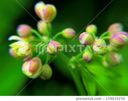 The buds and bursting flowers of the Japanese larch in Oze The buds and bursting flowers of the Japanese larch in Oze 139819250