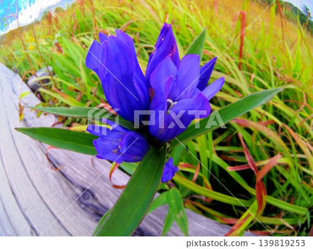 Vibrant Ezo gentians blooming along the boardwalk in Oze Vibrant Ezo gentians blooming along the boardwalk in Oze 139819253