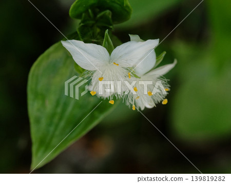 歸化植物,鴨跖草科多年生植物,鴨跖草科白花 歸化植物,鴨跖草科多年生植物,鴨跖草科白花 139819282