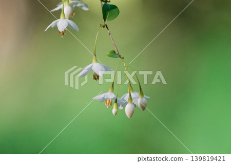 初夏的到來 純白的蘇合香花 初夏的到來 純白的蘇合香花 139819421