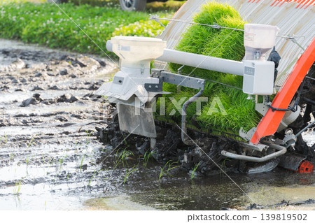 A scene of rice planting using a rice transplanter. A scene of rice planting using a rice transplanter. 139819502