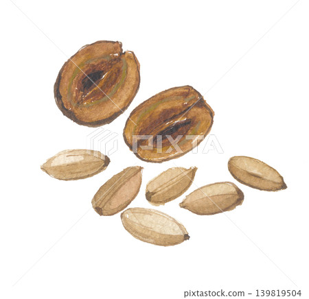 Neem fruit painted in watercolor Neem fruit painted in watercolor 139819504