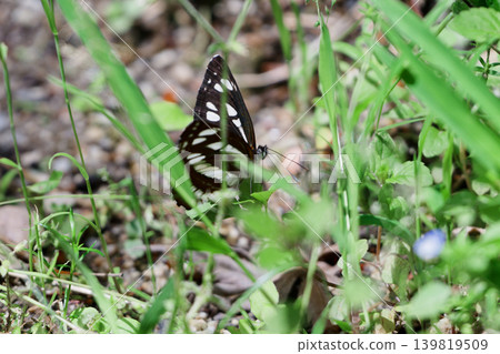 Neptis sapphire ♂ Neptis sapphire ♂ 139819509