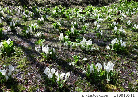 A scene of clusters of skunk cabbage blooming as if in their natural habitat, as seen at the Rokko Alpine Botanical Garden. A scene of clusters of skunk cabbage blooming as if in their natural habitat, as seen at the Rokko Alpine Botanical Garden. 139819511