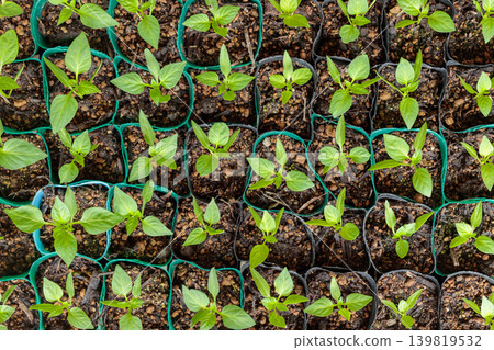 A farming scene with rows of bell pepper seedlings planted in plastic pots. 139819532
