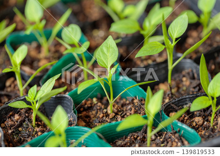 A scene of growing paprika seedlings in agricultural pots. 139819533