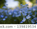 藍花蟲和陽光 139819534