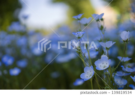 Nemophila blue and sunlight Nemophila blue and sunlight 139819534