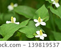 藥用植物，魚腥草花 139819537
