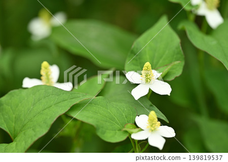 藥用植物,魚腥草花 藥用植物,魚腥草花 139819537