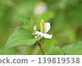 藥用植物，魚腥草花 139819538