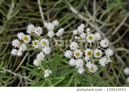 The Yakushima edelweiss, a beautiful flower cluster native to Yakushima Island, features white ray florets and a yellow disc floret center. The Yakushima edelweiss, a beautiful flower cluster native to Yakushima Island, features white ray florets and a yellow disc floret center. 139819541
